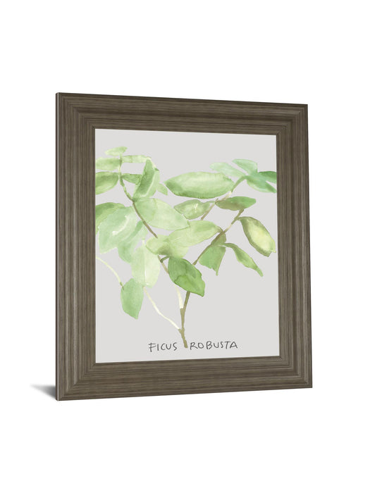 Ficus Robusta By Katrien Soeffers - Framed Print Wall Art - Green