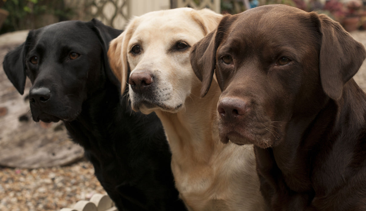 Three Shades Of Loyalty - Dark Brown