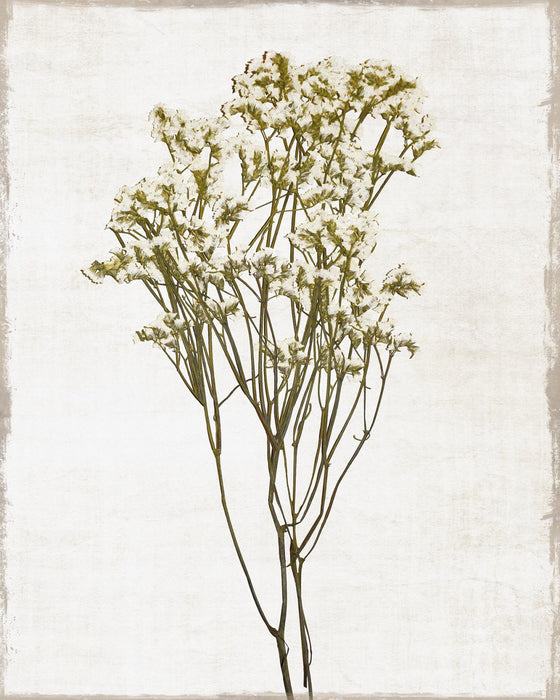 Small - Farmhouse Pressed Flower II By Natalie Carpentieri - White