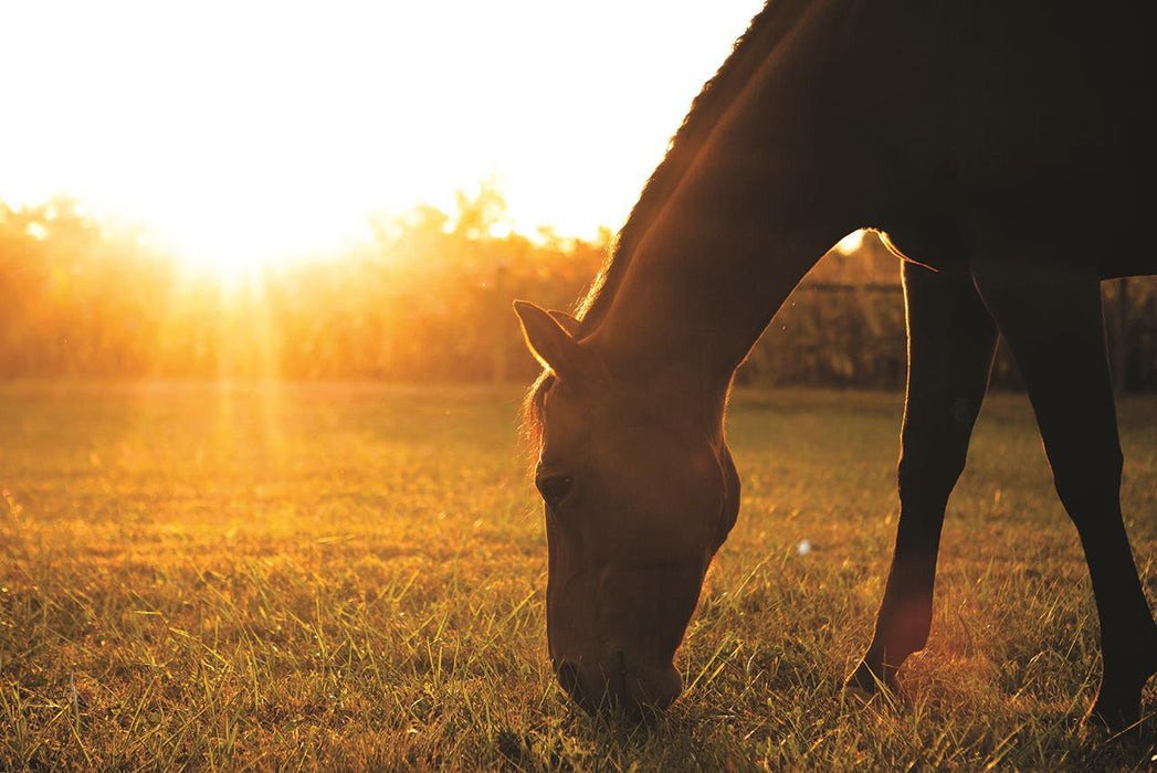 Sunset Grazing I By Donnie Quillen - Dark Brown