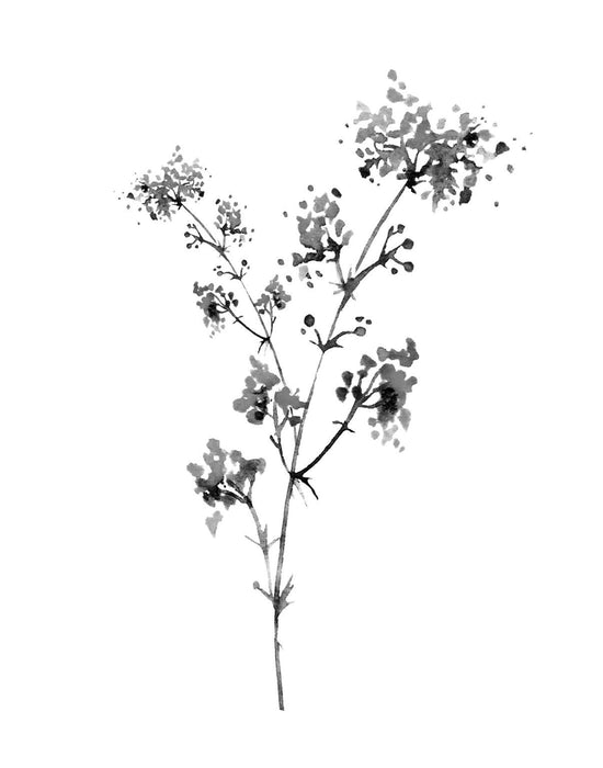 Framed - Neutral Washed Botanical I By Conrad Knutsen - White