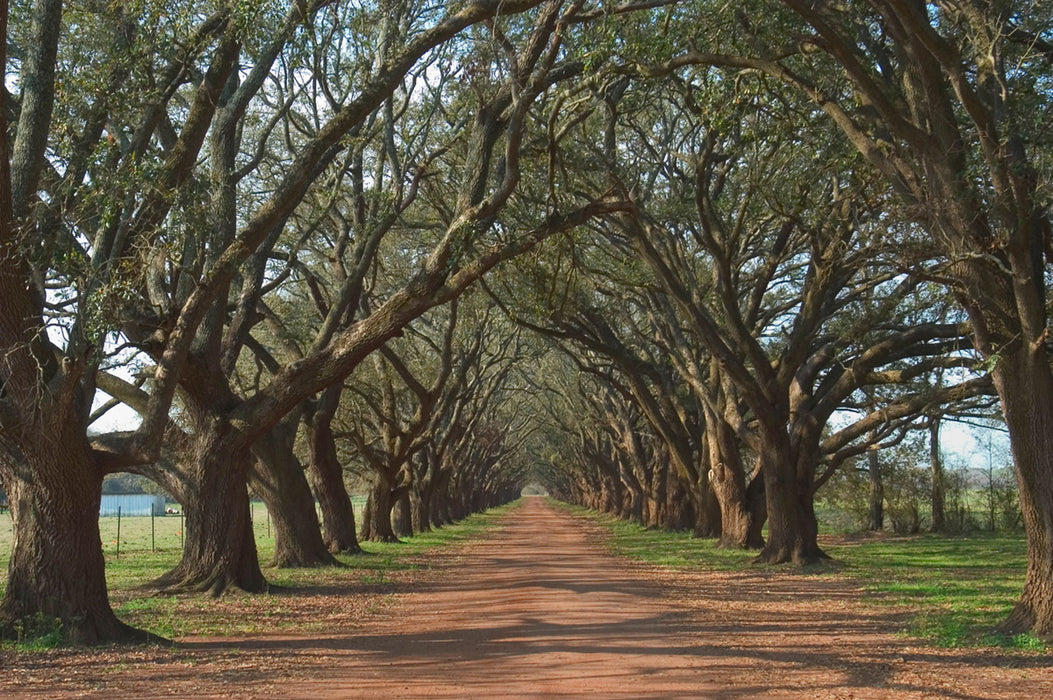 Framed Small - Oak Alley By Alexey - Green