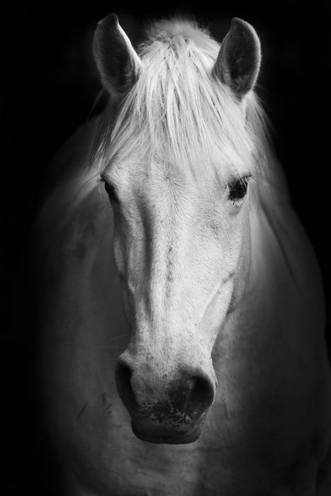 Temp Glass With Foil - White Horse - Black