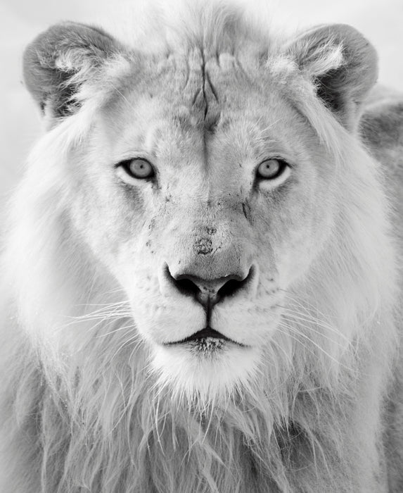 Small - Black And White Lion - Pearl Silver