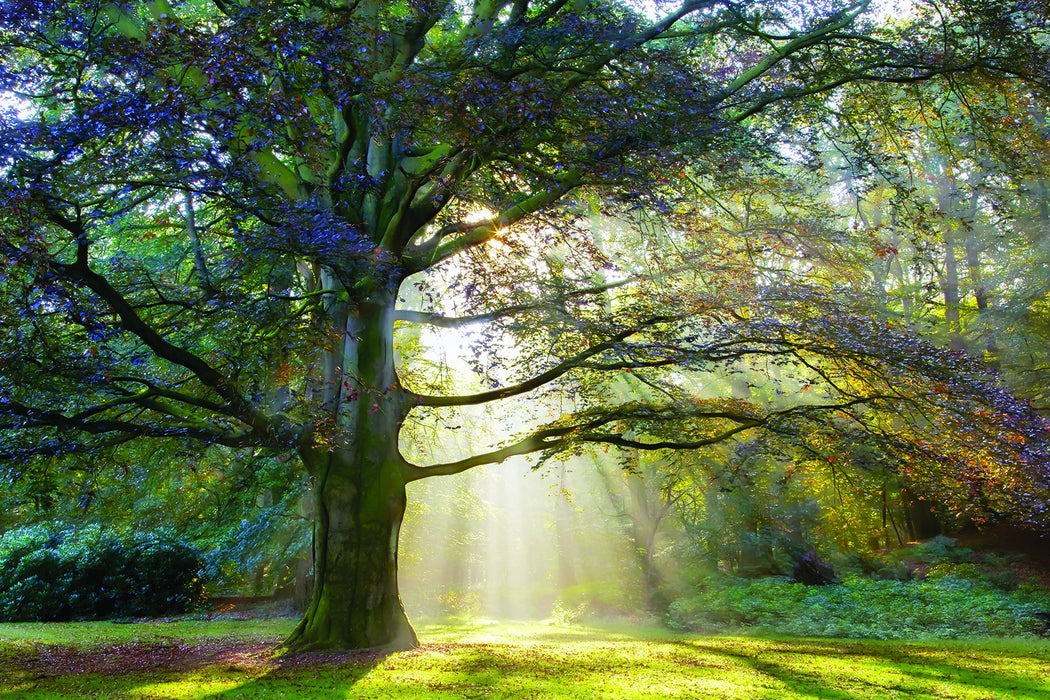 Framed Small - The Natural Queen By Lars Van De Goor - Green