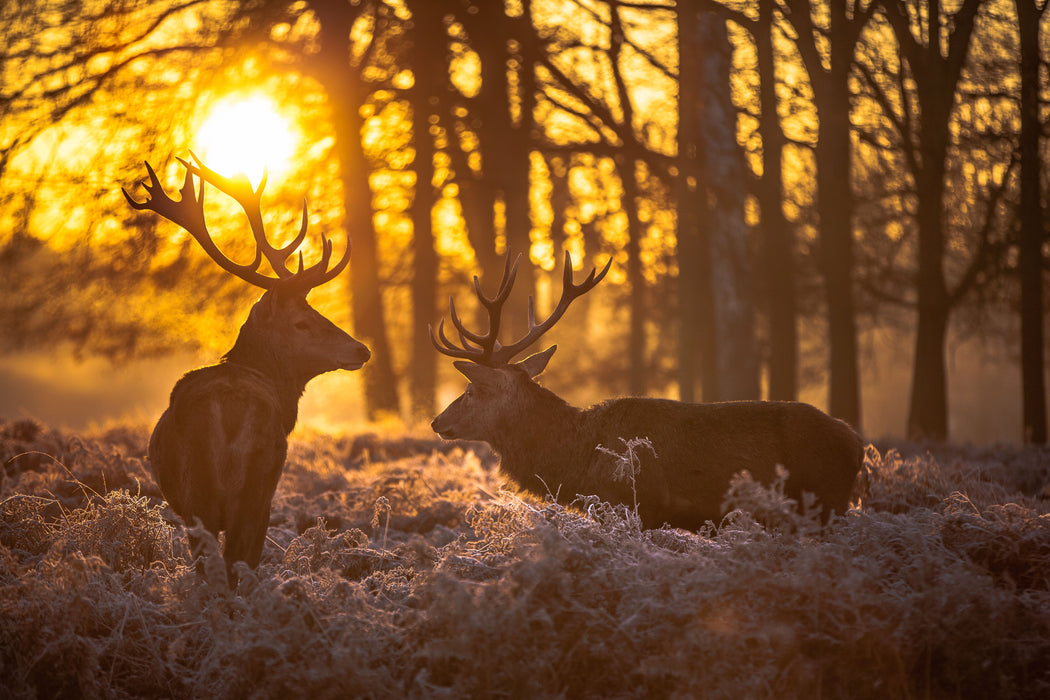 Small - Deer At Dusk - Yellow