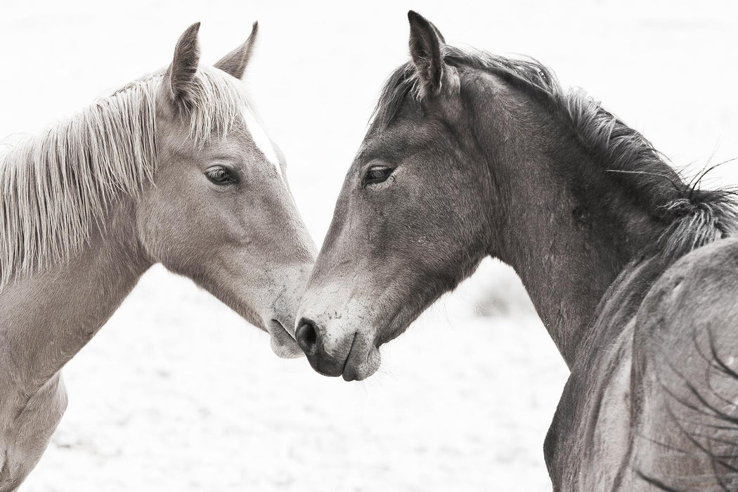 Small - Gentle Herd By Danita Delimont - Dark Gray