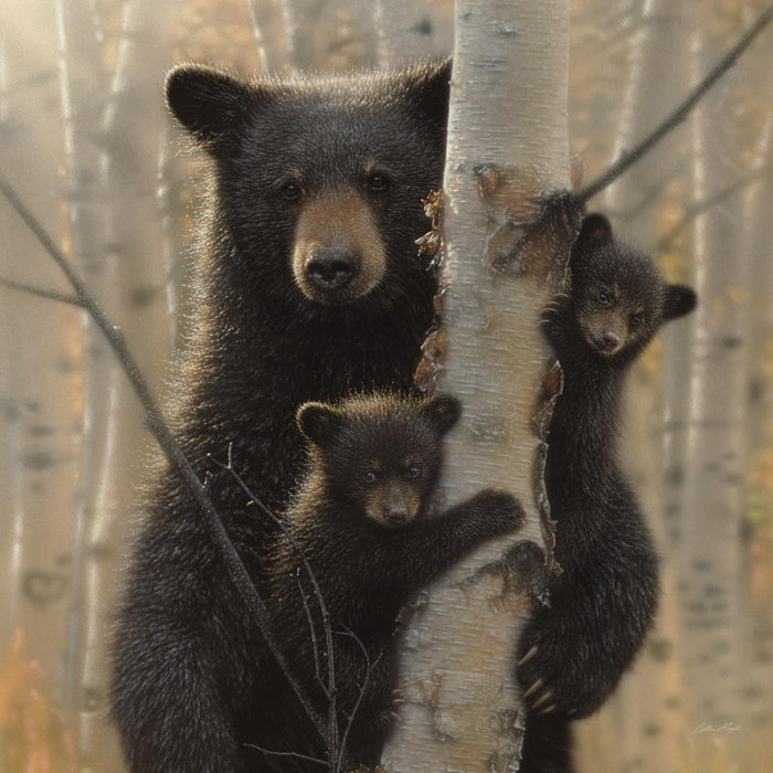 Small - Black Bear By Collin Bogle - Dark Brown