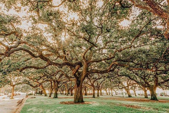 Low Country Oaks II By Jennifer Rigsby (Framed) - Green