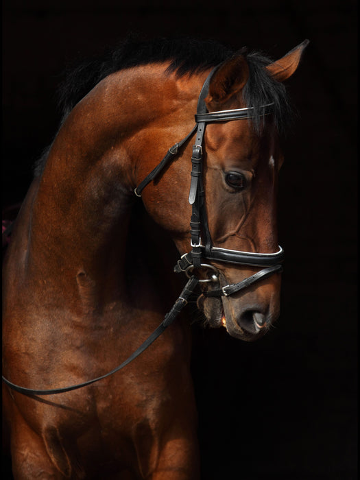 Framed - Horse On Black By Mikhail Kondrashov - Black