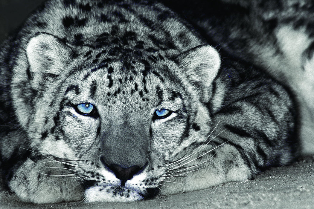 Framed Small - Snow Leopard Sanctuary By D. Welling - Dark Gray