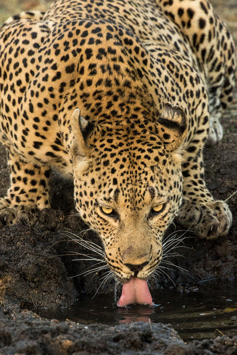 Small - Leopard Taking A Break By Jimmy'z - Yellow