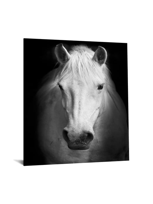 Temp Glass With Foil - White Horse - Black