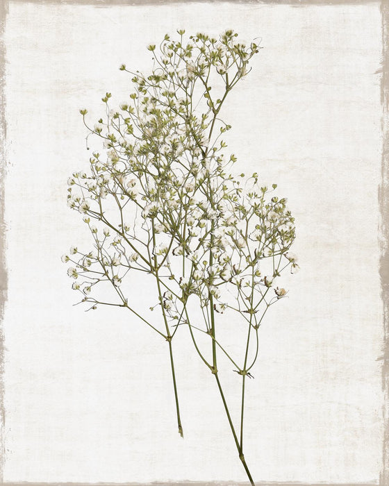Small - Farmhouse Pressed Flower I By Natalie Carpentieri - White